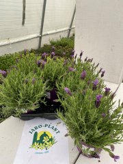 Levandule francouzská (ouškatá) - Levandula stoechas